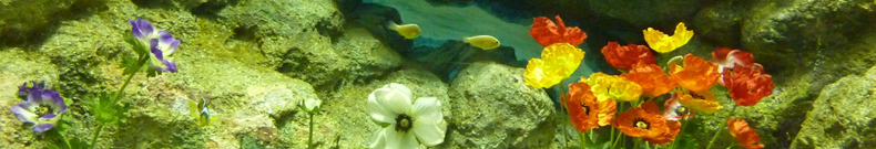 二十世紀梨、大変なんです。